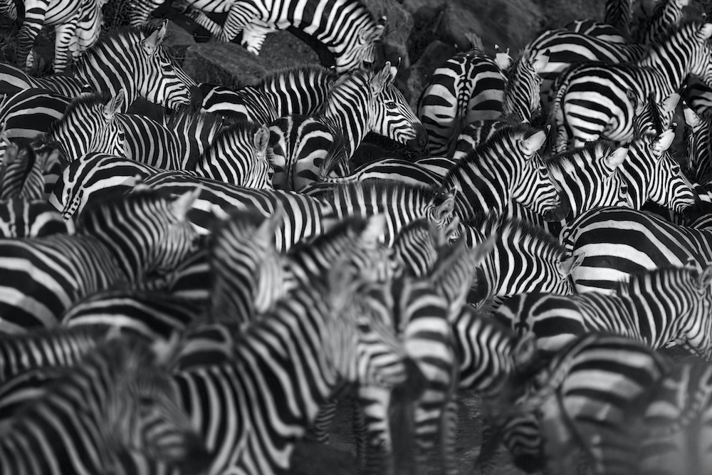 Schilderij - Zebra kudde, 2 maten, Premium print afbeelding