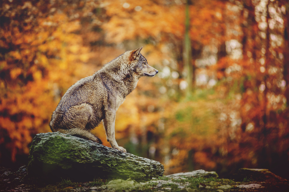 Schilderij - Wolf in het bos, 2 maten, Premium print afbeelding