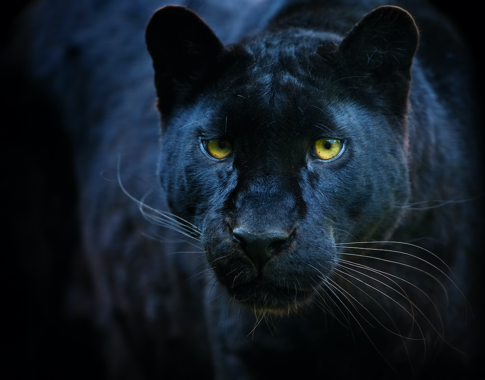 Schilderij - Zwarte panter, 2 maten, Premium print afbeelding