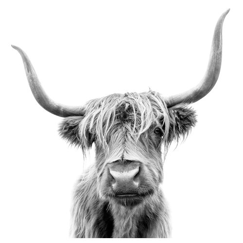 Karo-art Afbeelding op acrylglas - Hoogland koe, premium print, 3 maten