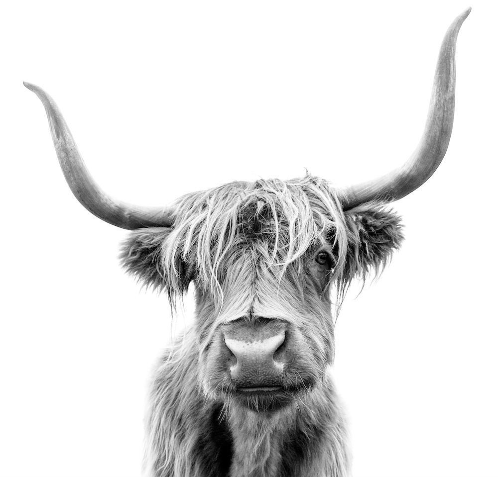 Afbeelding op acrylglas - Hoogland koe, premium print, 3 maten Afbeelding op acrylglas - Hoogland koe, premium print, 3 maten