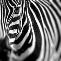 Karo-art Schilderij - Zebra close up , premium print, 3 maten