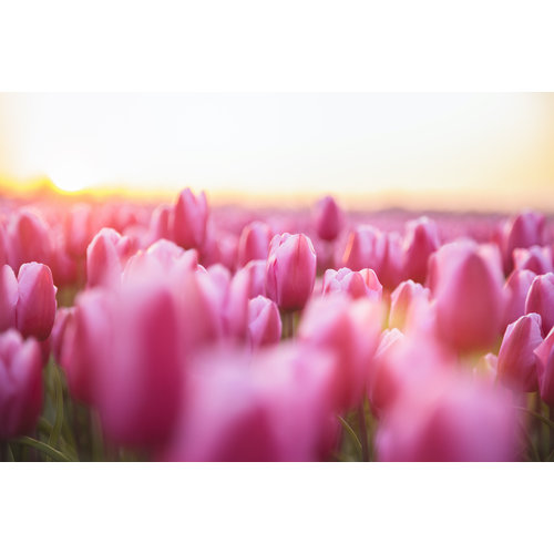 Karo-art Schilderij - Roze tulpen,  2 maten, Premium print