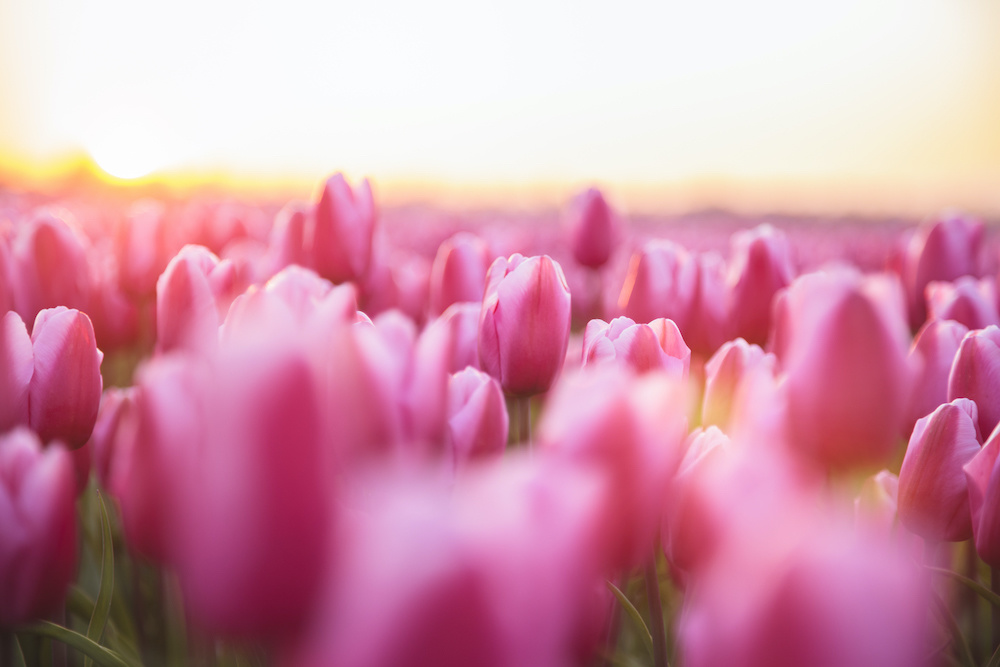 Schilderij - Roze tulpen, 2 maten, Premium print afbeelding