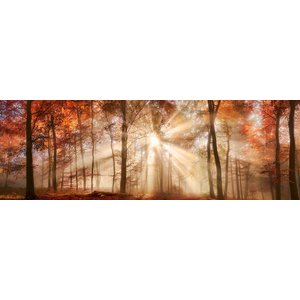 Karo-art Schilderij - Zonnestralen in het bos, herfst, panorama, 2 maten