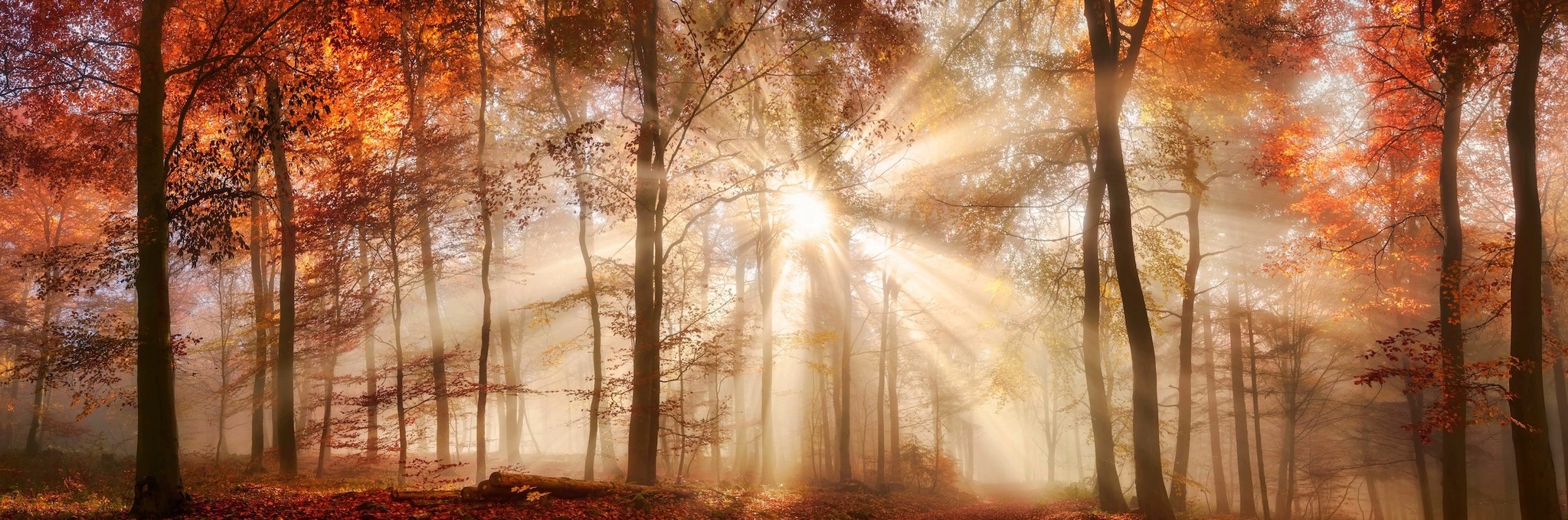 Schilderij - Zonnestralen in het bos, herfst, panorama, 2 maten afbeelding