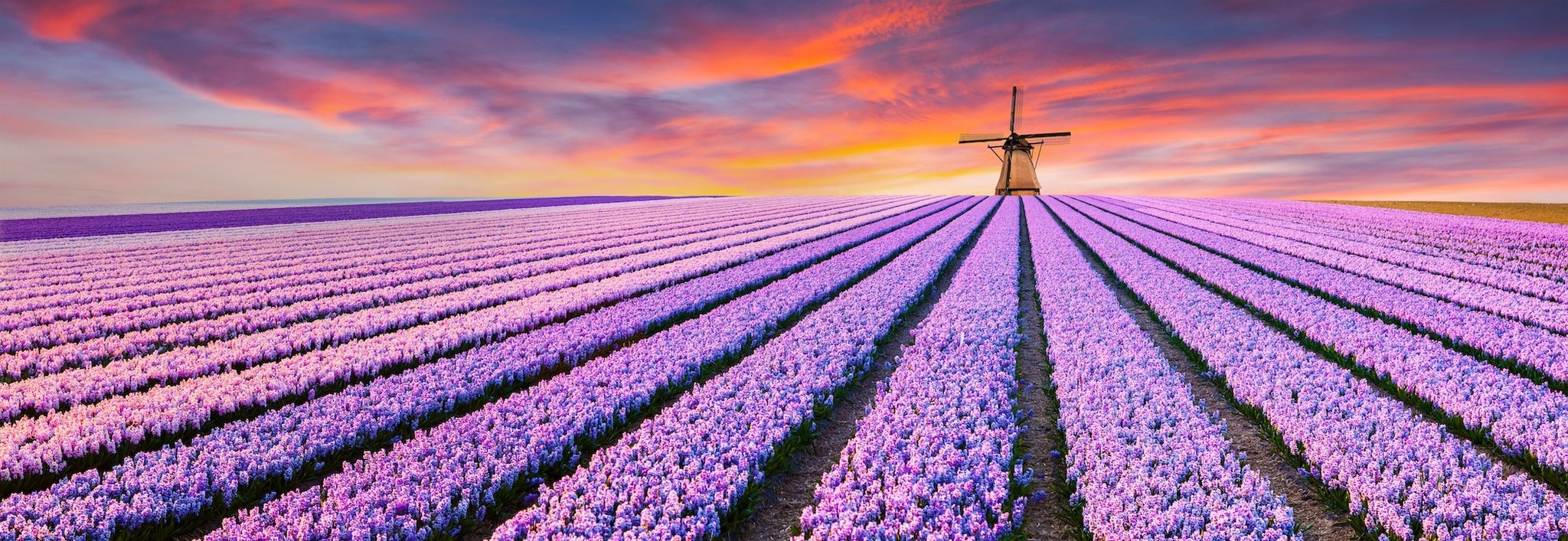 Schilderij - Paars bloemenveld in Holland, panorama, 2 maten afbeelding