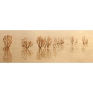 Karo-art Schilderij - Bomen in een meer, beige, panorama,  2 maten