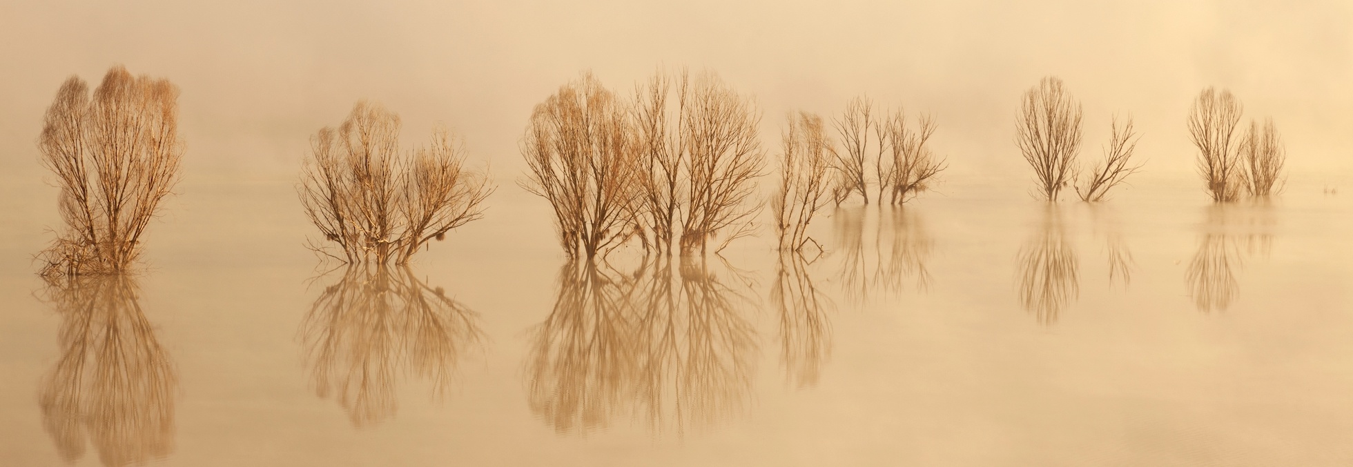 Schilderij - Bomen in een meer, beige, panorama, 2 maten afbeelding