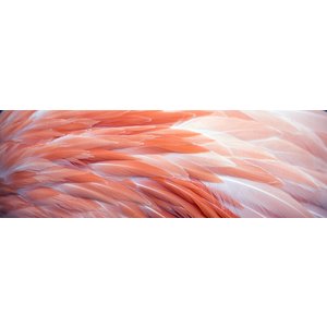 Karo-art Schilderij -Flamingo veren, roze,  Premium print  (wanddecoratie)