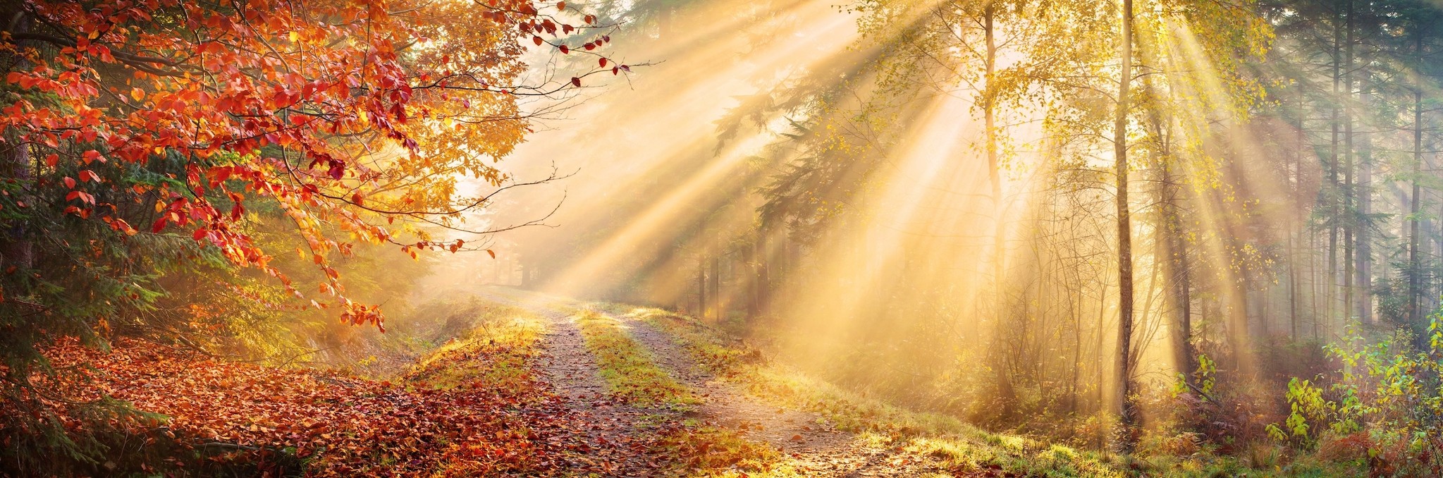 Schilderij -Herfst bos, panorama, premium print print (wanddecoratie) afbeelding