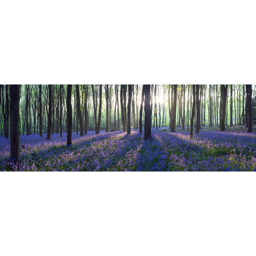 Karo-art Schilderij -Lavendel in het bos, 120x40cm. Wanddecoratie, premium print