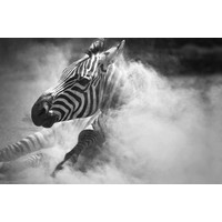 Karo-art Schilderij -Zebra in het stof,  3 luik, 120x80cm, premium print