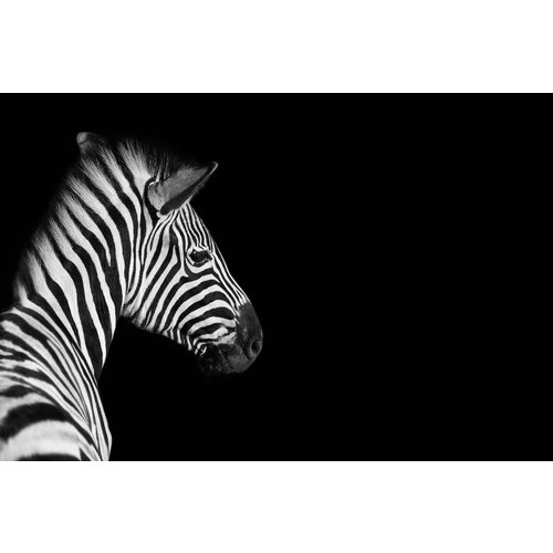 Karo-art Schilderij - Zebra zwart/wit, 2 maten, premium print