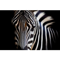 Karo-art Schilderij -Zebra close up, magisch, 100x70cm, wanddecoratie