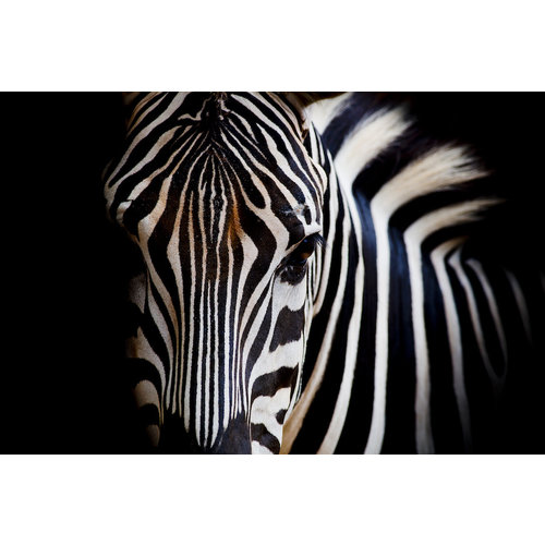 Karo-art Schilderij -Zebra close up, magisch, 100x70cm, wanddecoratie