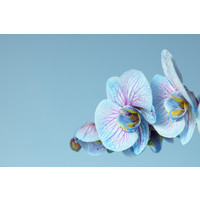 Karo-art Schilderij -Blauwe Orchidee, 100x70cm, wanddecoratie