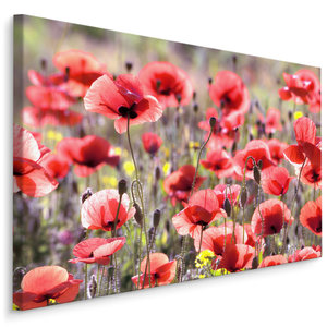 Schilderij -  Veld met Klaprozen  , Wanddecoratie , Premium print