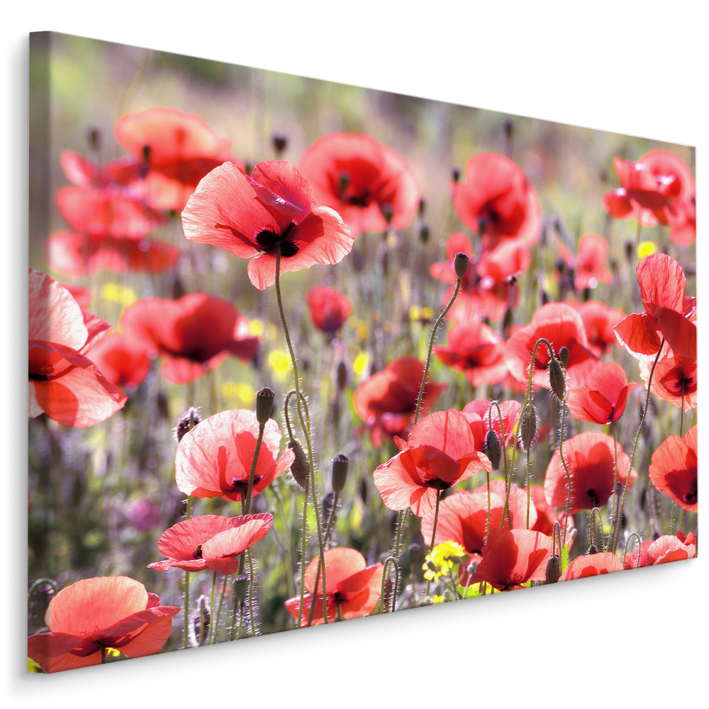 Schilderij - Veld met Klaprozen , Wanddecoratie , Premium print afbeelding