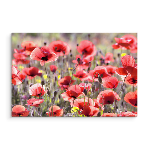 Schilderij -  Veld met Klaprozen  , Wanddecoratie , Premium print