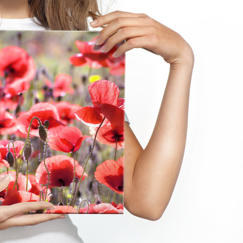 Schilderij -  Veld met Klaprozen  , Wanddecoratie , Premium print