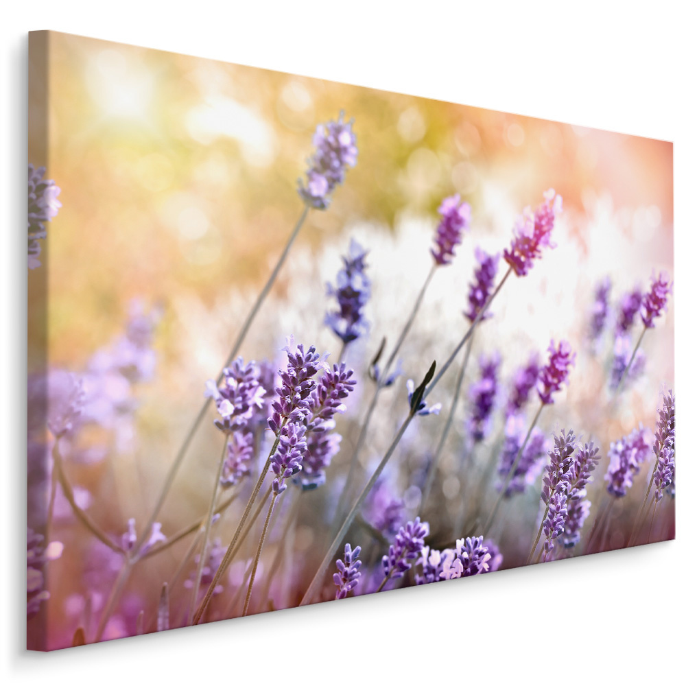 Schilderij - Lavendel in bloei , Wanddecoratie , Premium print afbeelding