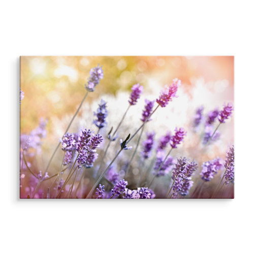 Schilderij -  Lavendel in bloei  , Wanddecoratie , Premium print