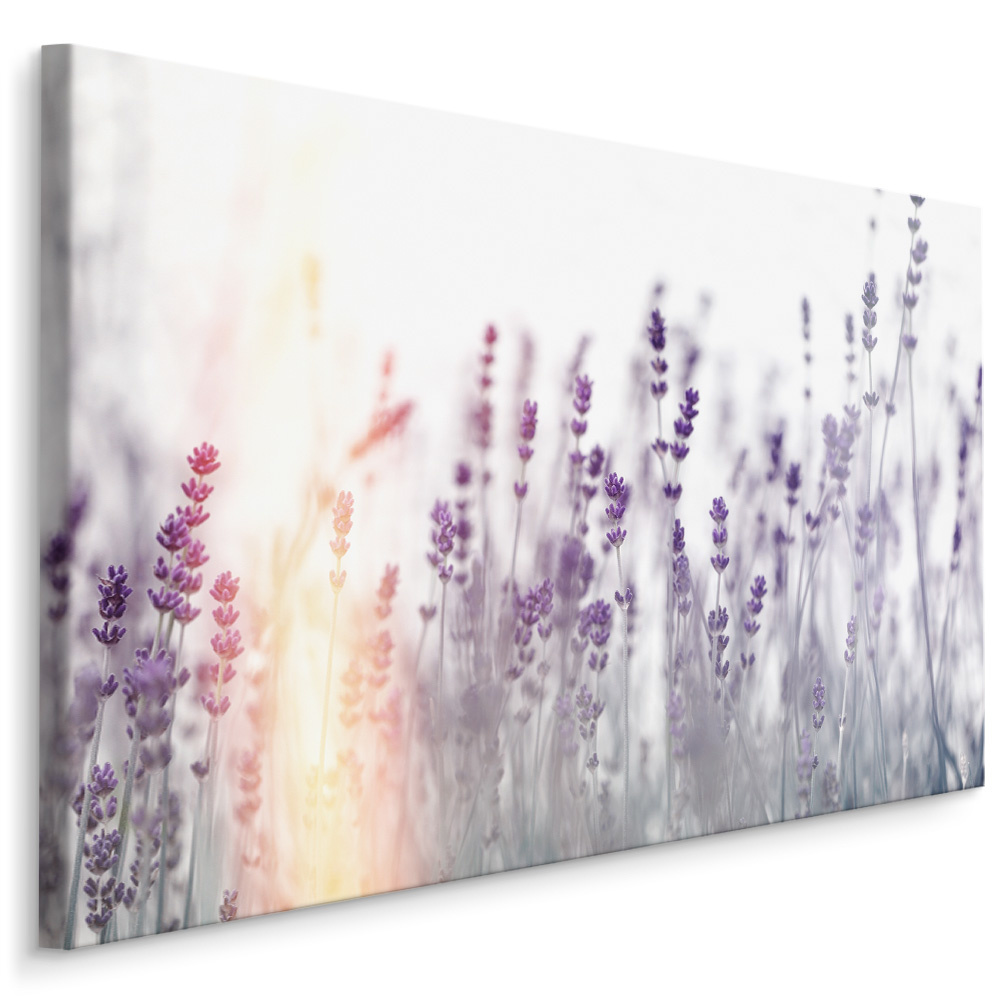 Schilderij - Lavendel in zonsondergang , Wanddecoratie , Premium print afbeelding