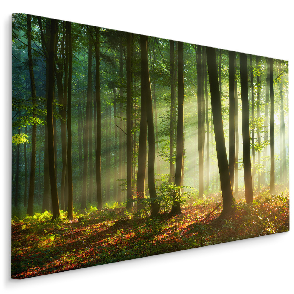 Schilderij - Prachtige ochtend in het bos, een echte eyecatcher, premium print afbeelding