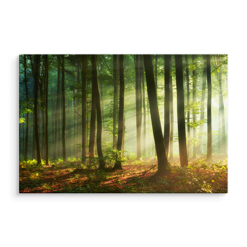 Schilderij - Prachtige ochtend in het bos, een echte eyecatcher, premium print