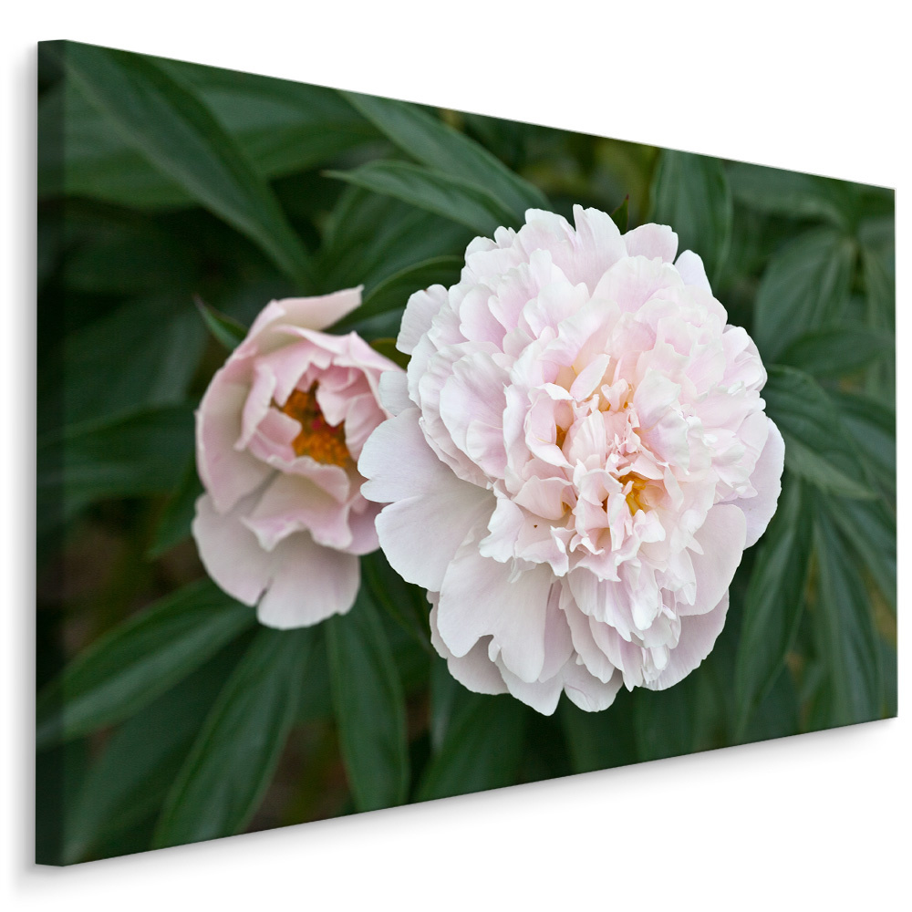Schilderij - Witte Pioen roos , print op canvas, premium print , Wanddecoratie afbeelding