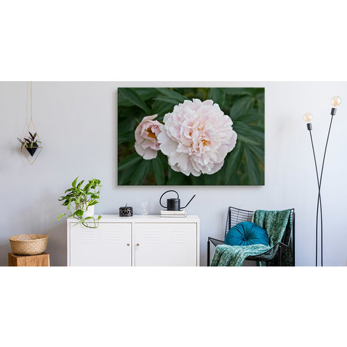 Schilderij - Witte Pioen roos , print op  canvas, premium print , Wanddecoratie