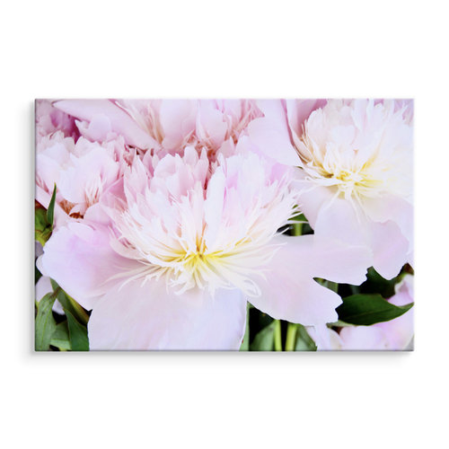 Schilderij - Roos in het roze, eyecatcher voor aan de wand, premium print