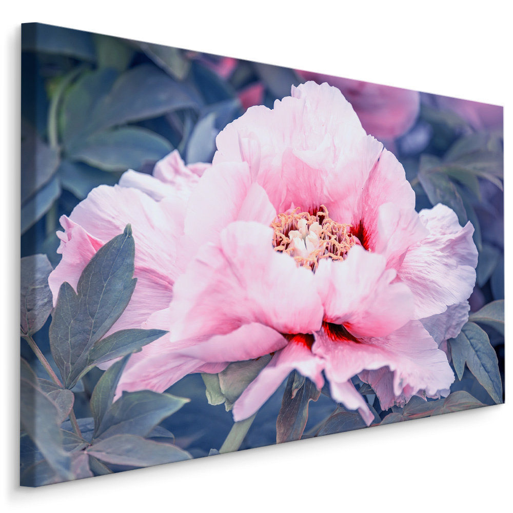 Schilderij - Prachtige roze roos in bloei, eyecatcher in uw kamer, premium print afbeelding