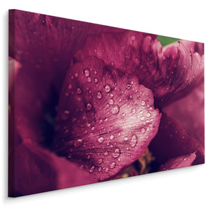 Schilderij - Pioenrozen met dauw, premium print, wanddecoratie