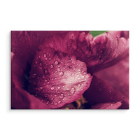 Schilderij - Pioenrozen met dauw, premium print, wanddecoratie