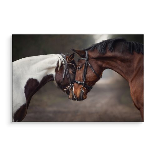 Schilderij - Prachtige liefde tussen 2 paarden, premium print