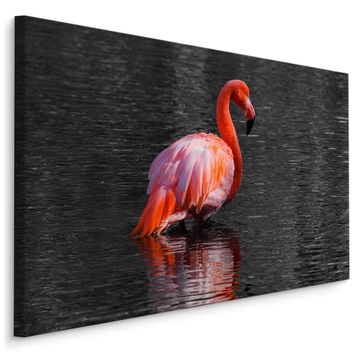 Schilderij - Flamingo in het water, 4 maten, roze/grijs, Premium print afbeelding