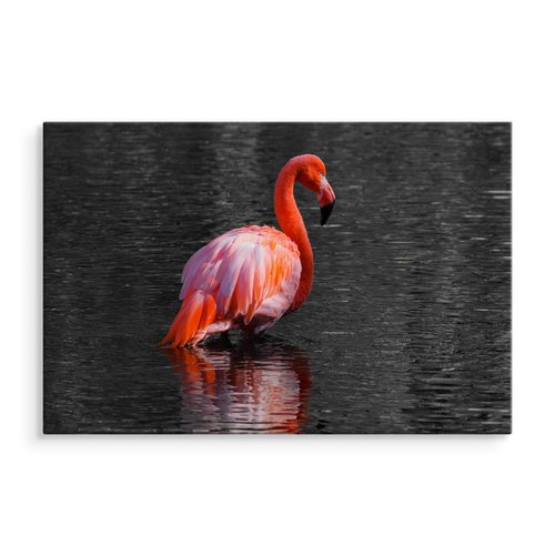 Schilderij - Flamingo in het water, 4 maten, roze/grijs, Premium print