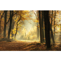 Karo-art Schilderij - Pad door een mistige bos tijdens een prachtige mistige herfst dag, 120x80cm  Premium print