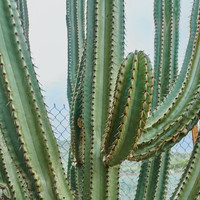 Karo-art Schilderij - Cactus in detail, groen, premium print, wanddecoratie