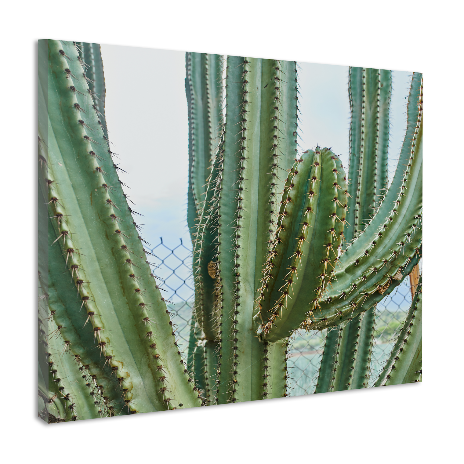 Schilderij - Cactus in detail, groen, premium print, wanddecoratie