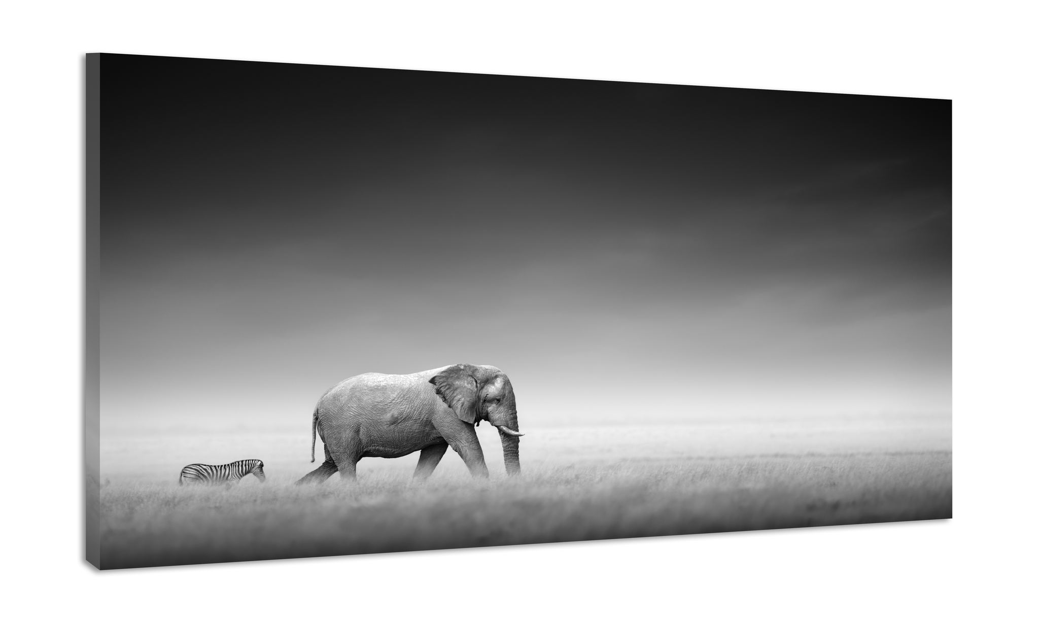 Schilderij -Olifant en Zebra op pad, zwart en wit, 100x70cm