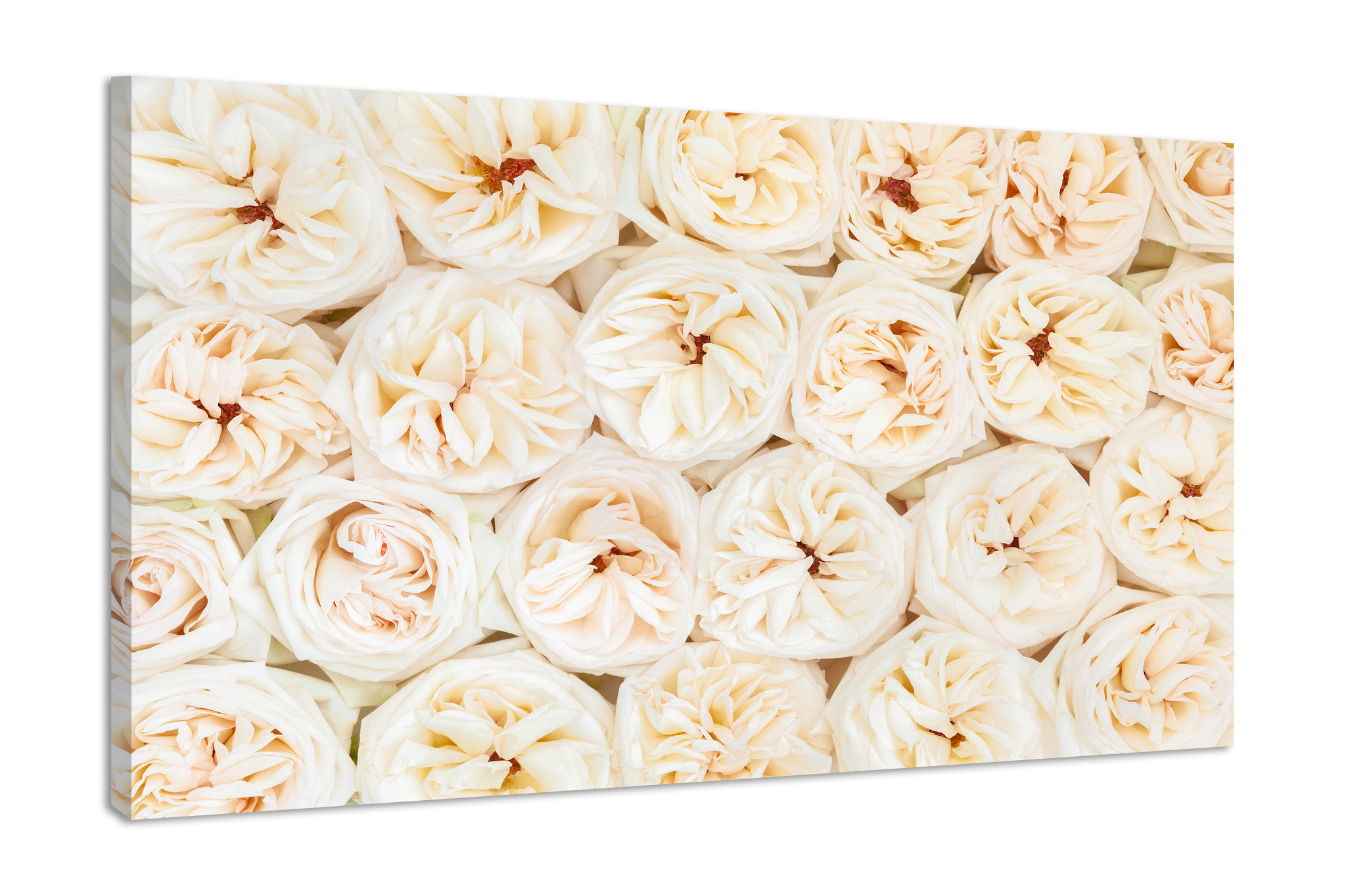 Schilderij -Mooie verse rose en witte rozen, 100x70cm. Premium print afbeelding