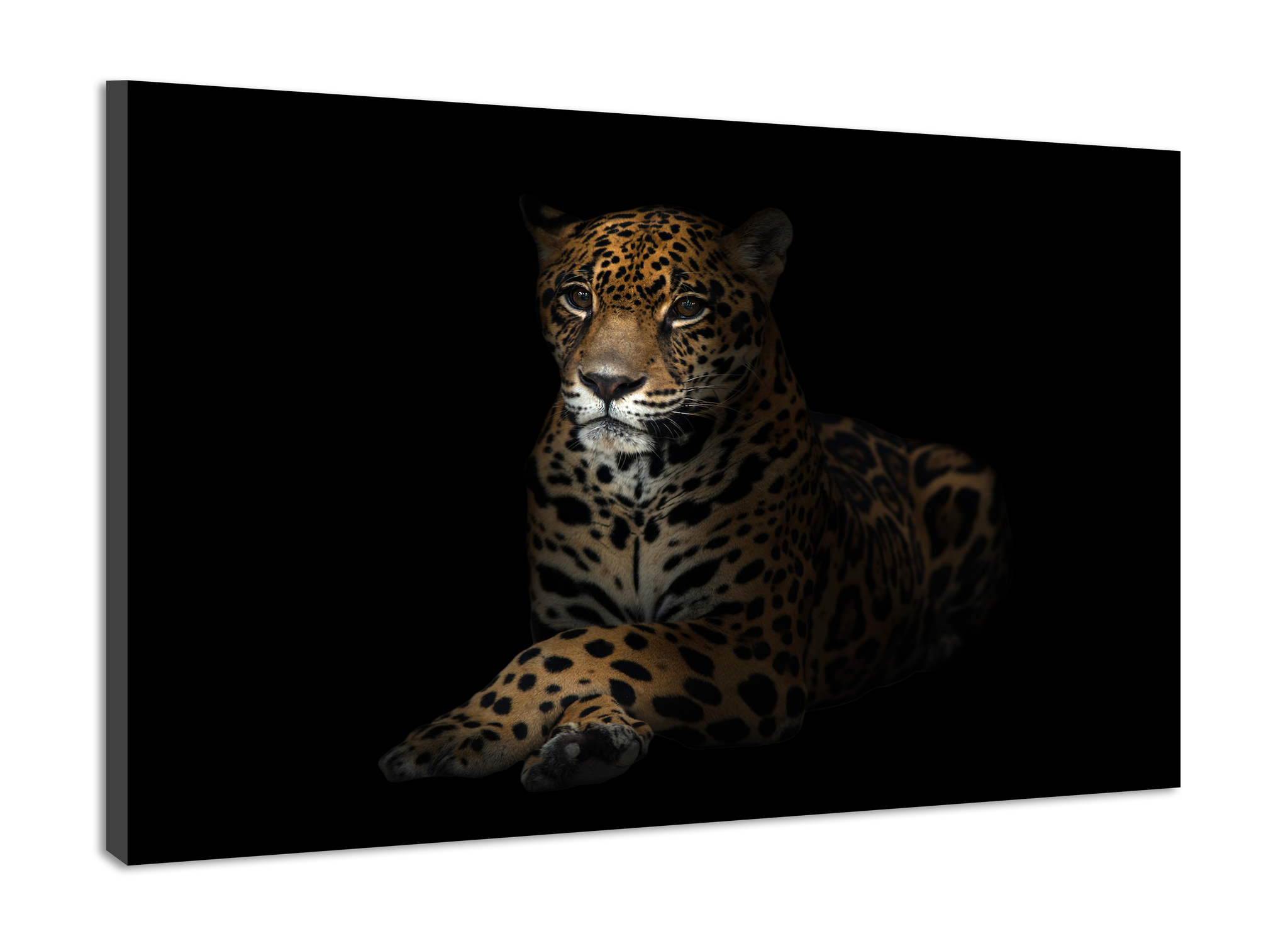 Schilderij -Luipaard in het donker 2 , 100x70cm, premium print afbeelding