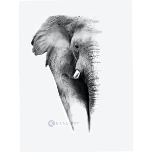 Karo-art Schilderij - Olifant op witte achtergrond, Grijs wit , 3 maten , Premium print