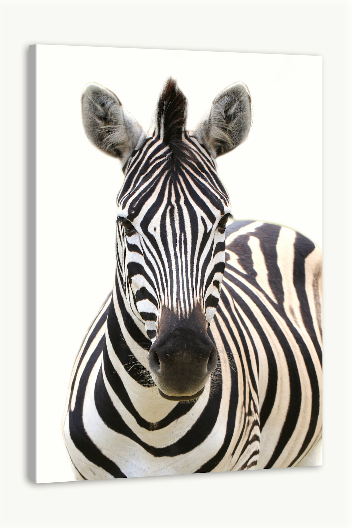 Schilderij - Vooraanzicht Zebra, Grijs wit , 3 maten , Premium print afbeelding