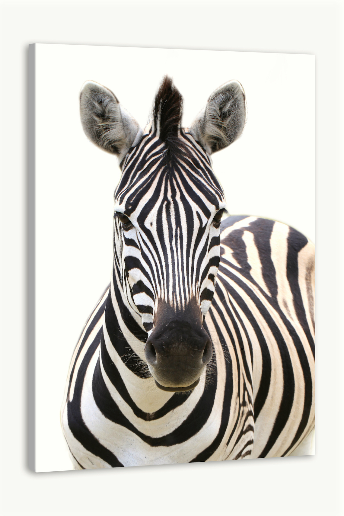 Schilderij - Vooraanzicht Zebra, Grijs wit , 3 maten , Premium print