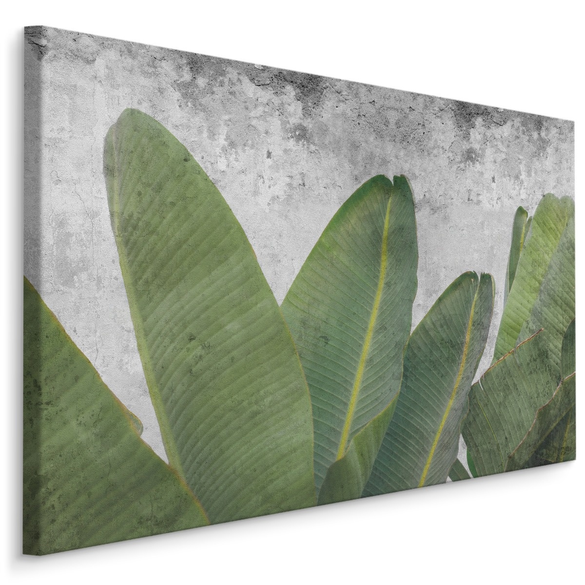Schilderij - Tropische bladeren op betonnen achtergrond, groen/grijs, 4 maten, premium print afbeelding