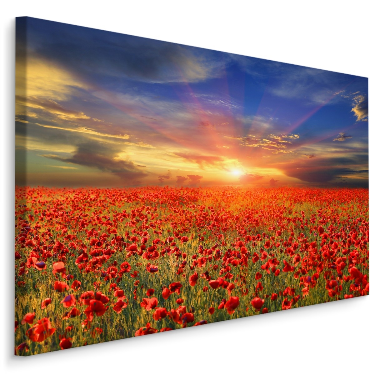 Schilderij - Klaprozen veld bij zonsondergang, multi-gekleurd, 4 maten, wanddecoratie afbeelding